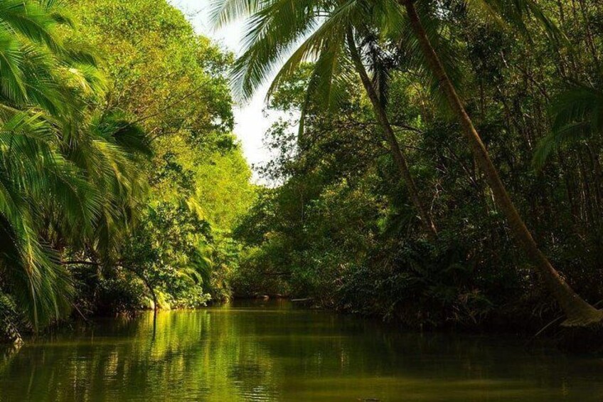 Kayak Mangrove Tour in Manuel Antonio 4