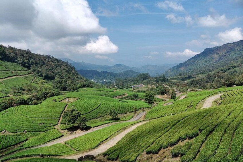 Terrazas de plantaciones de té, senderos sinuosos y colinas ondulantes en un paisaje montañoso. 5