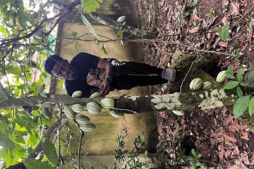 A person harvesting cocoa pods from a tree in a forested area. 1