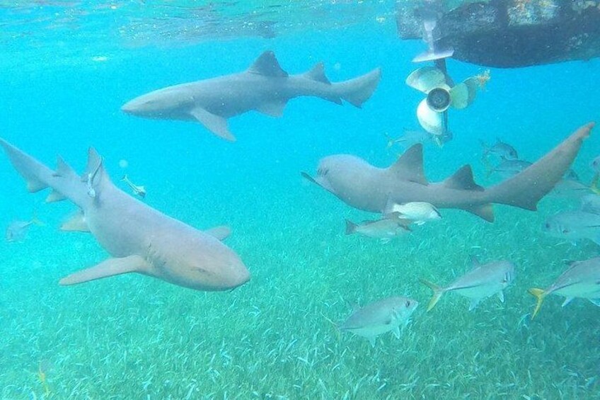 A group of sharks swimming in clear blue water. 2