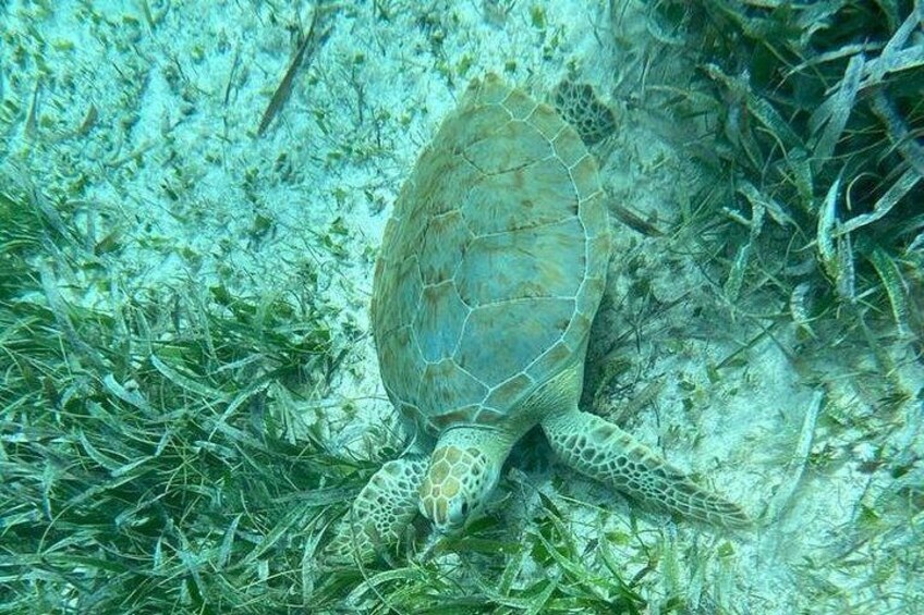 A sea turtle on a coral reef. 2