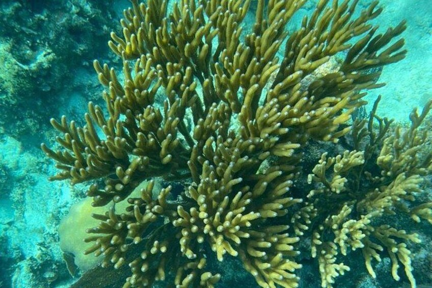 A coral reef with branching formations. 3