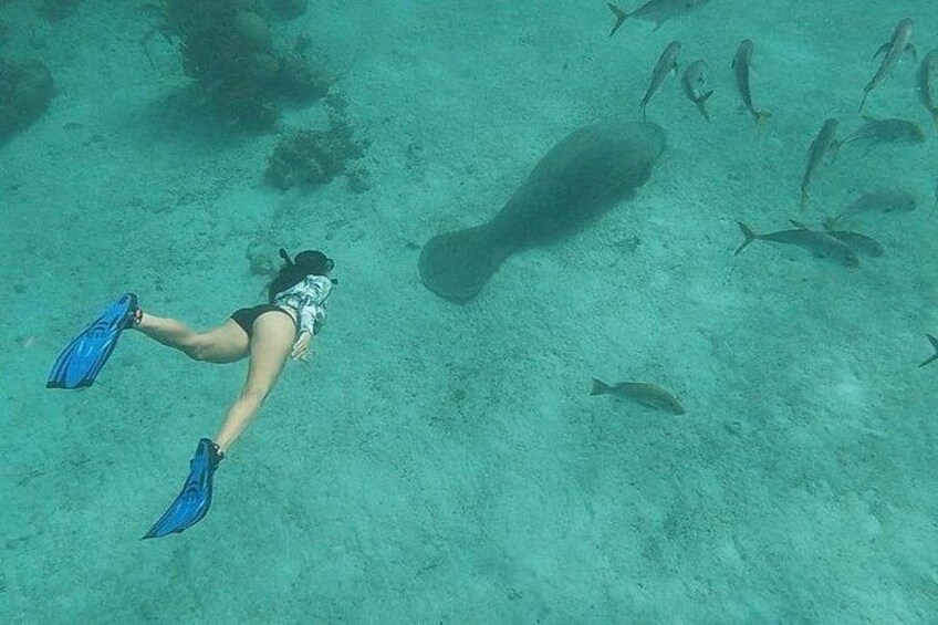 A person snorkeling underwater with fish and coral. 3