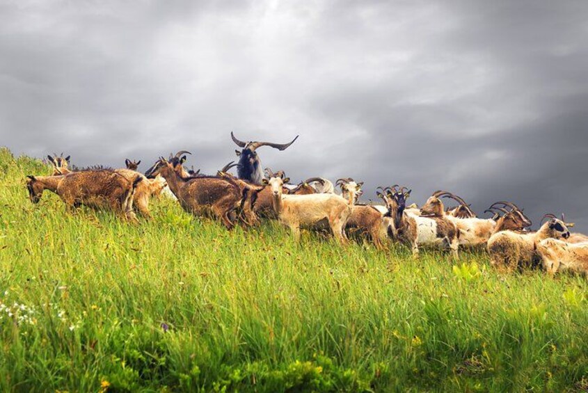 A herd of goats grazing in a grassy field under a cloudy sky. 2