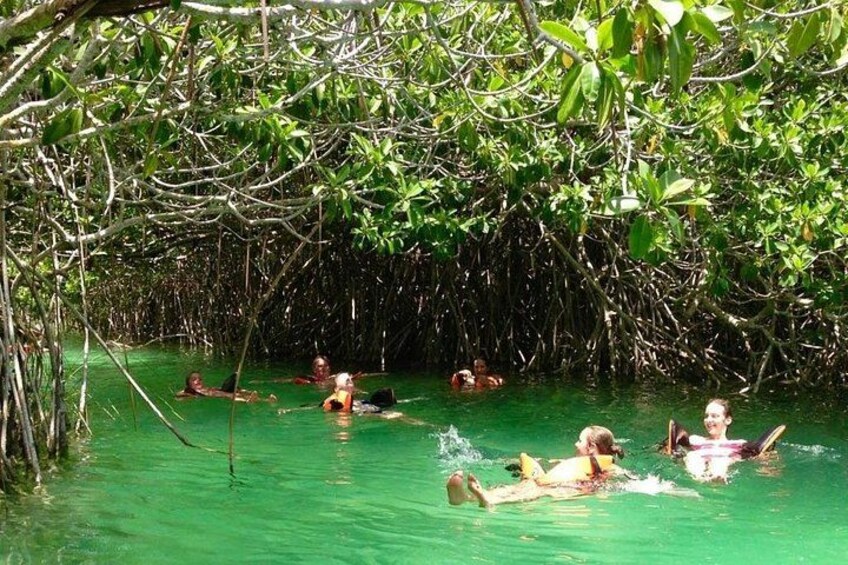 People swimming in a mangrove forest. 4
