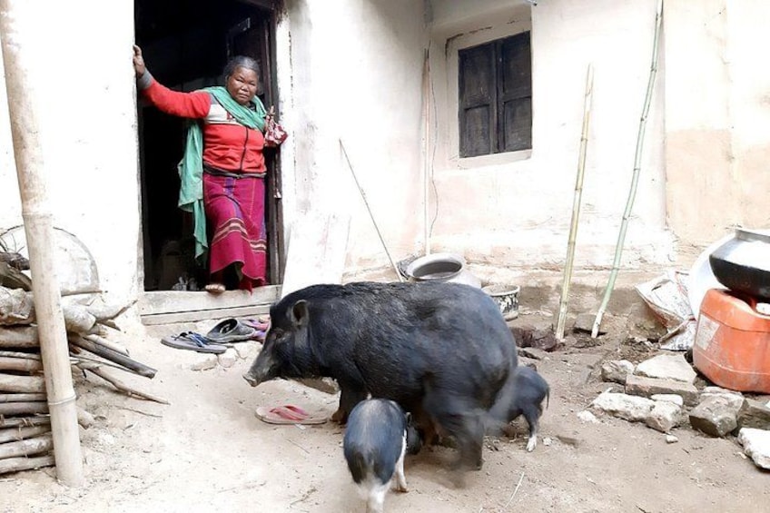A person in traditional attire standing at a doorway, a pig and piglets in the foreground, and a rural setting with bamboo and a small window. 3