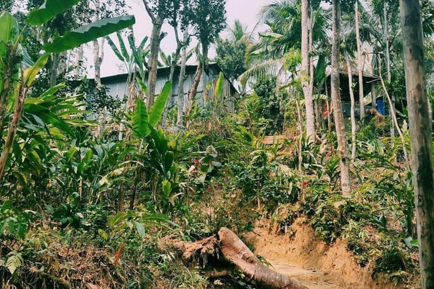 A rural landscape with dense vegetation, a dirt path, and a wooden structure in the background. 4