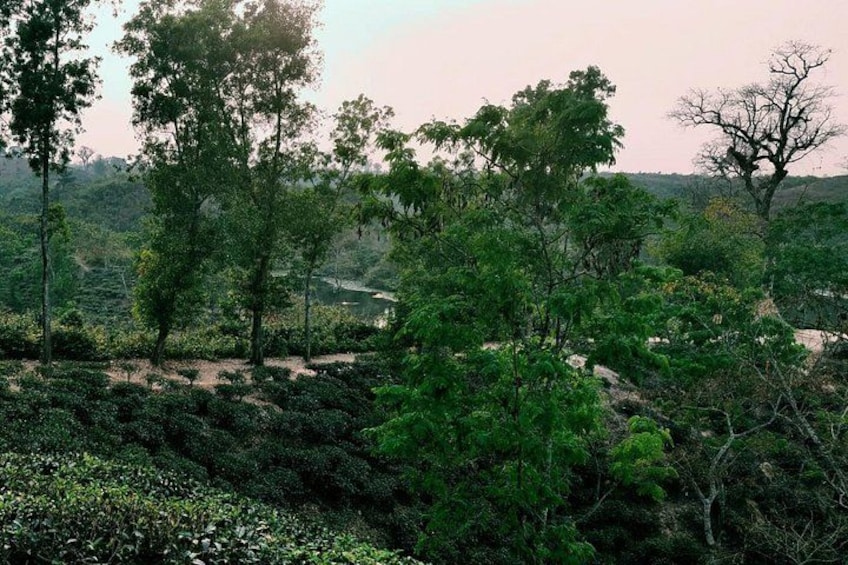 A landscape with dense green foliage, a river in the background, and a hilly terrain. 5