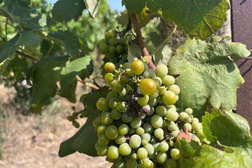 A cluster of green grapes on a vine with large leaves. 3