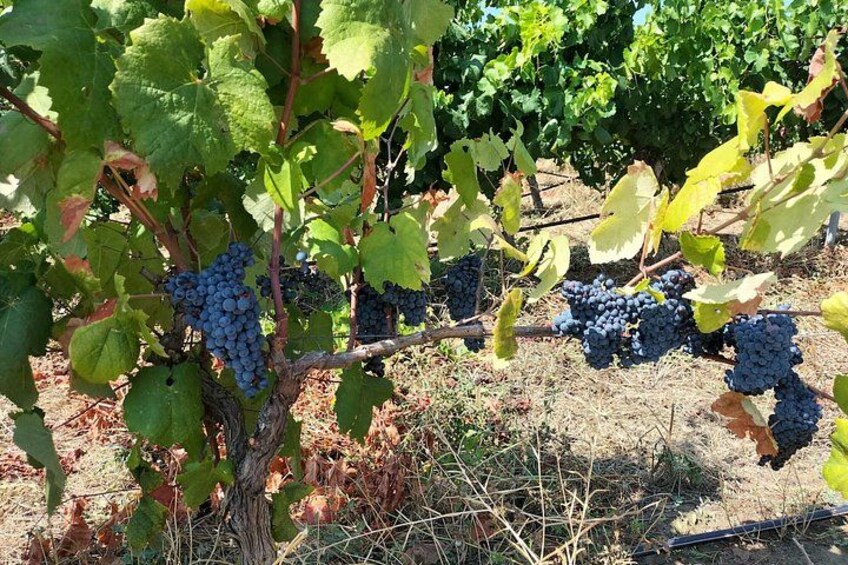 Grapes in the vineyard 2