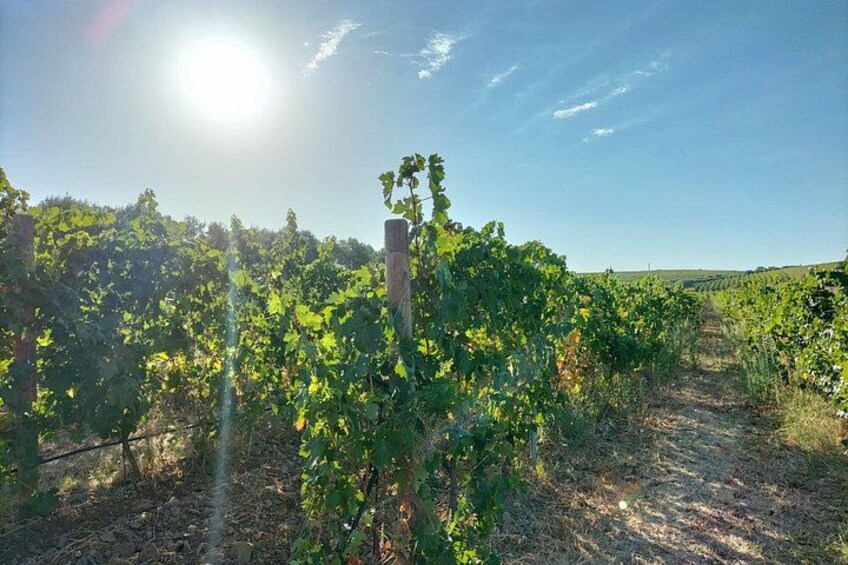 A vineyard with rows of grapevines under a clear sky. 4