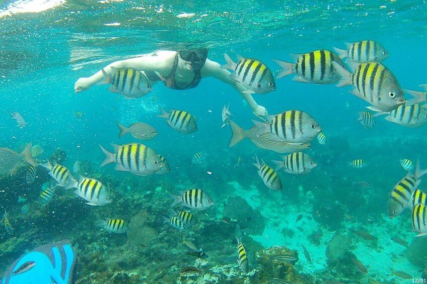 Una persona nada junto a peces rayados en aguas cristalinas. 2