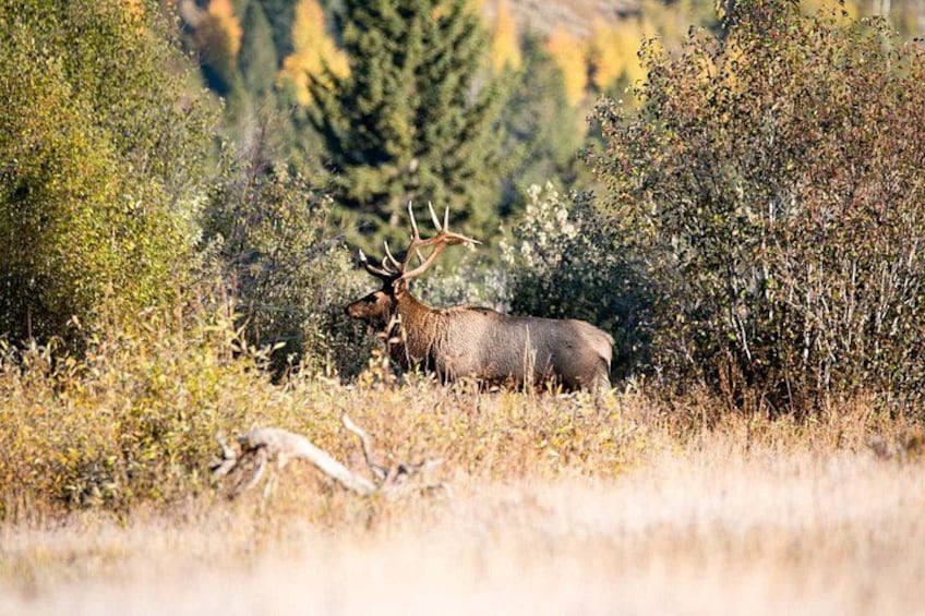Look for wildlife below as Jackson Hole's Aerial Tram takes you to a summit offering staggering 360-degree views 2