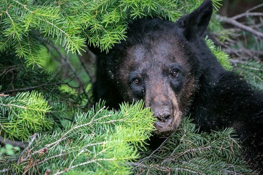 Look for wildlife below as Jackson Hole's Aerial Tram takes you to a summit offering staggering 360-degree views 2
