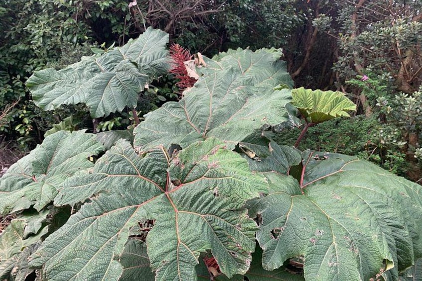 Cloud Forest into Poas Volcano Trails 4