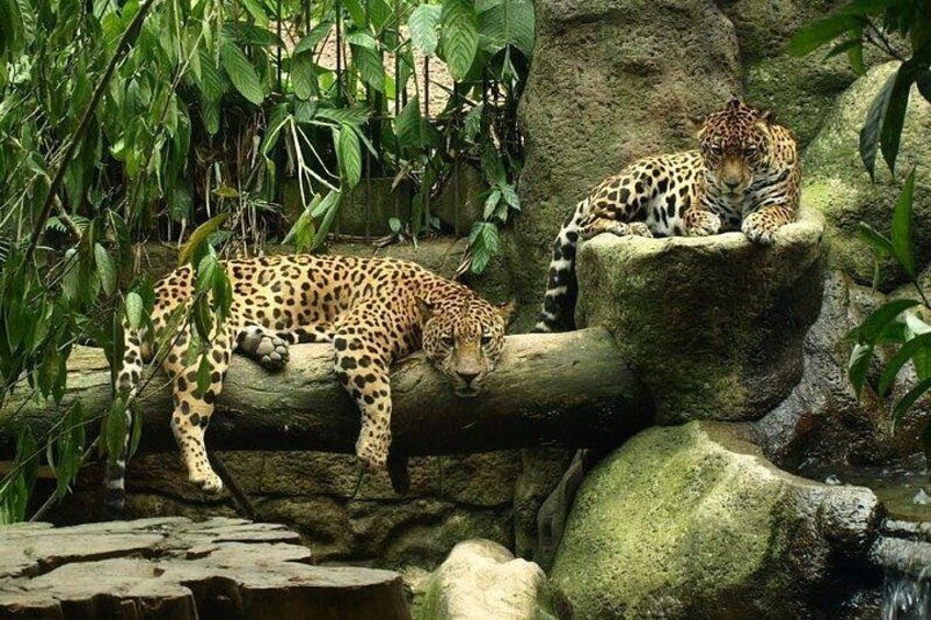 Animal´s Shelter at La Paz 2
