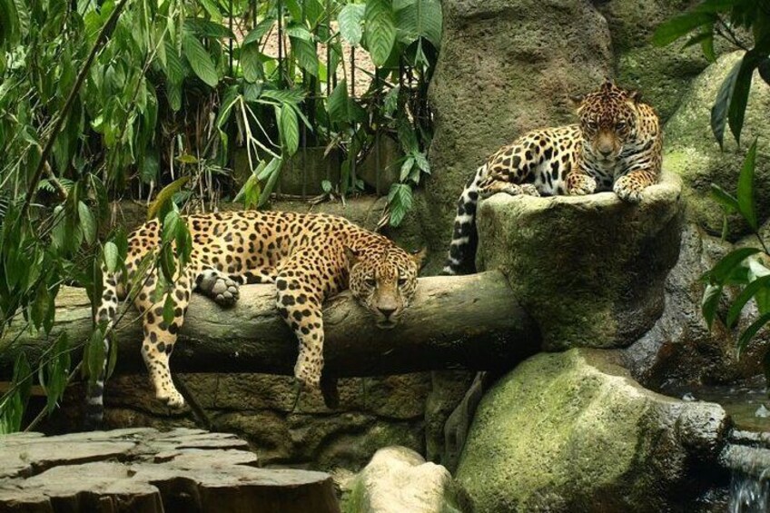 Animal´s Shelter at La Paz 2