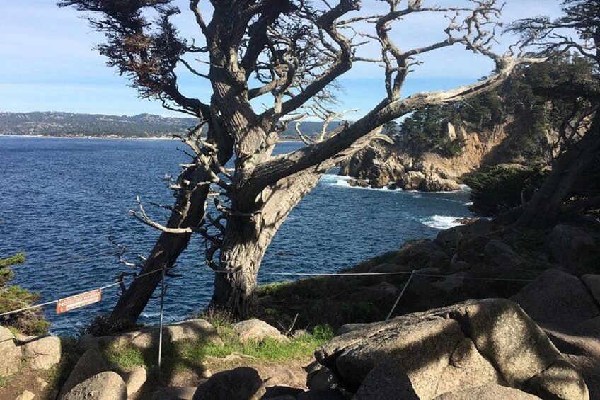Un paisaje costero con un gran árbol, terreno rocoso y el océano. 3