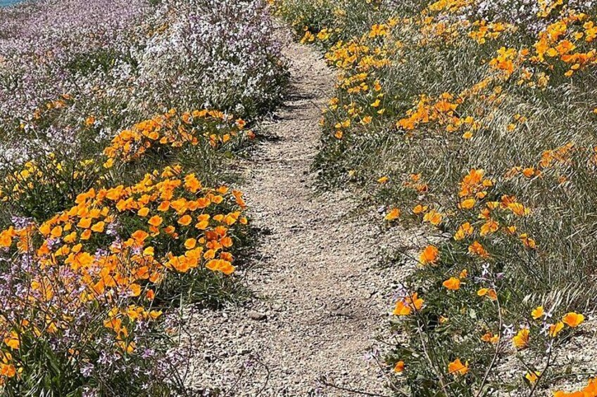 Un sendero de grava rodeado de flores naranjas brillantes. 4