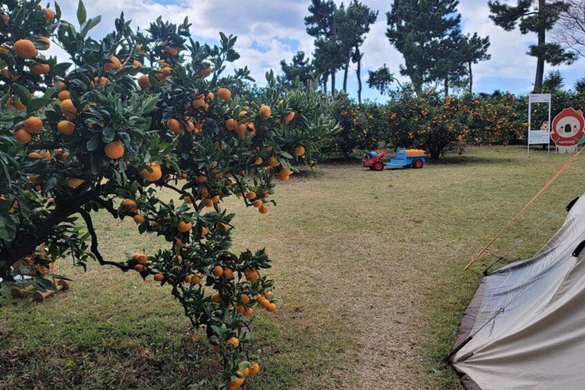An orange grove, a tent, and a blue toy car. 2