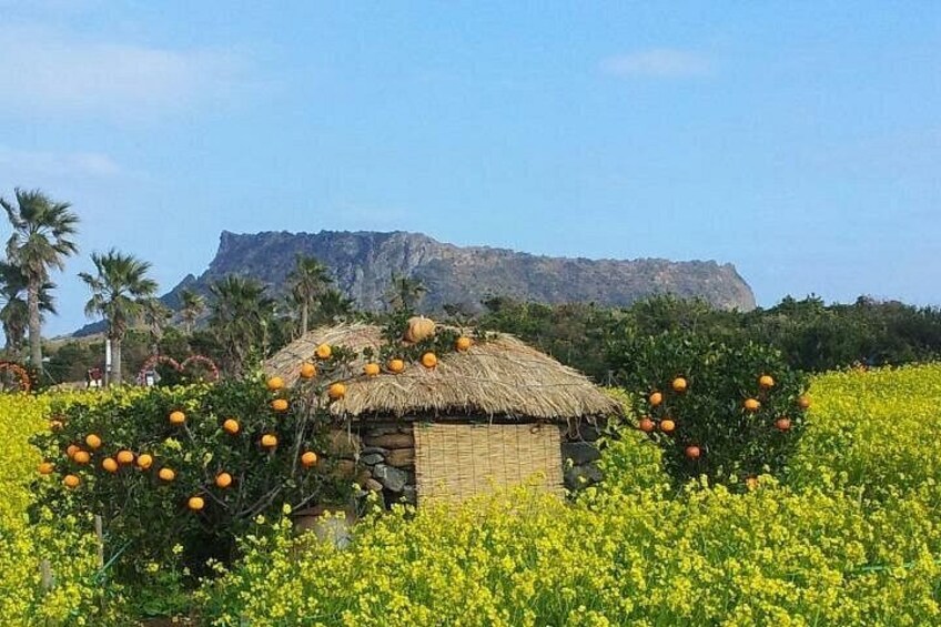 Beautiful Jeju Island Private UNESCO day Tour 1