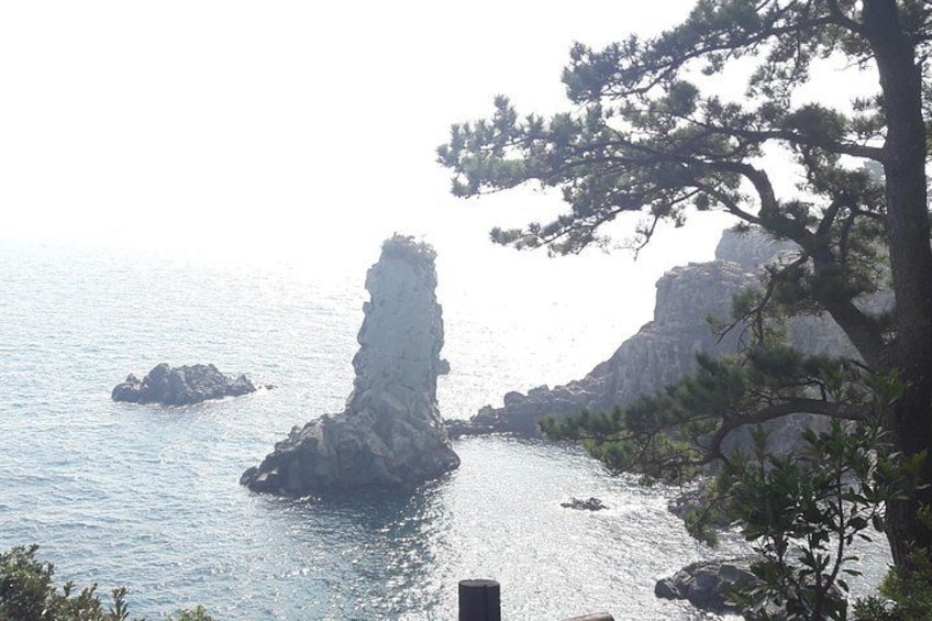A coastal landscape with a prominent rock formation and a pine tree. 5