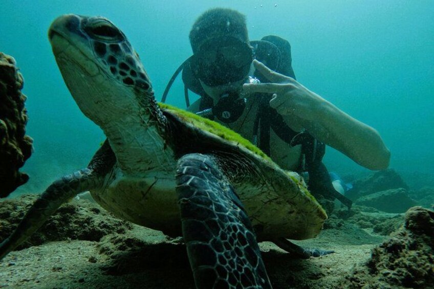 Try Scuba Diving & snorkeling in Fujairah 5