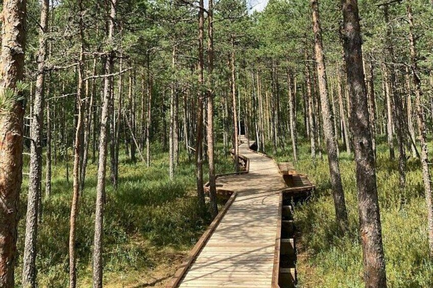 En träpromenad som slingrar sig genom en tät skog med höga träd. 1