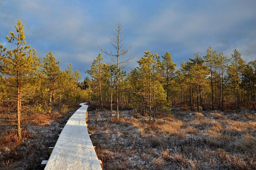 En smal betongstig som går genom ett skogsområde med få träd och torrt gräs. 3
