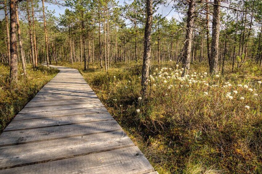En träpromenad som slingrar sig genom en skog med höga träd och vita blommor. 4