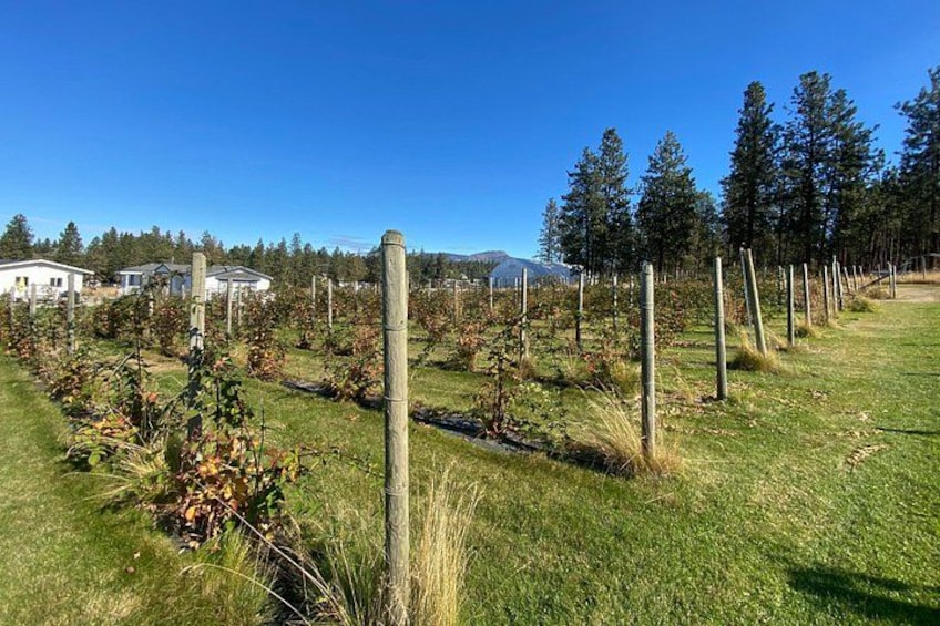 Kelowna Wine Tour by E-Bike with Tastings, Lunch & Local Guide 2