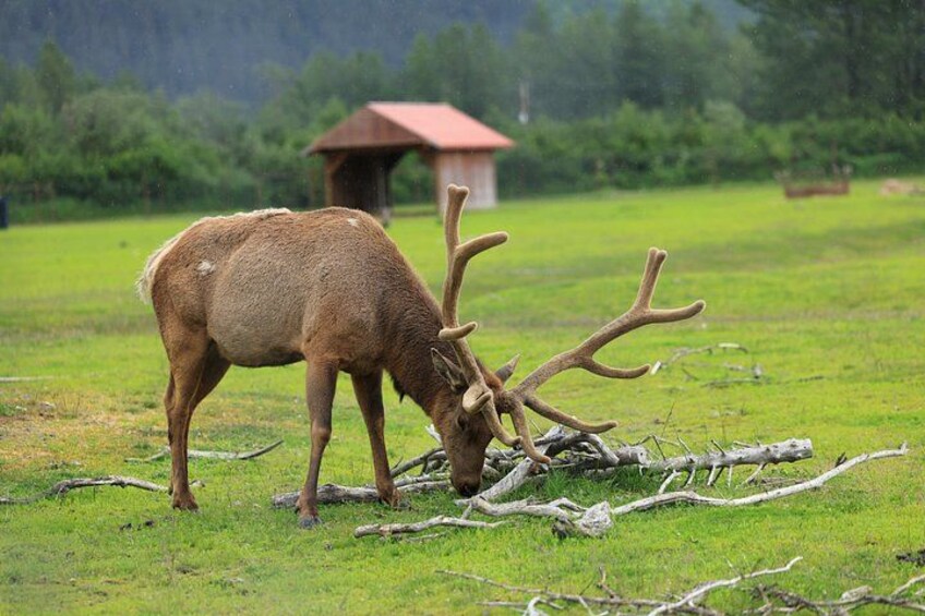 Whittier Cruise Transfer with Wildlife&Glacier tour to Anchorage 2