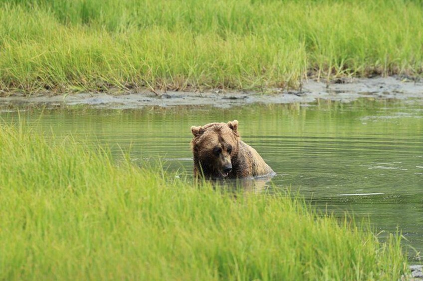 Whittier Cruise Transfer with Wildlife&Glacier tour to Anchorage 2