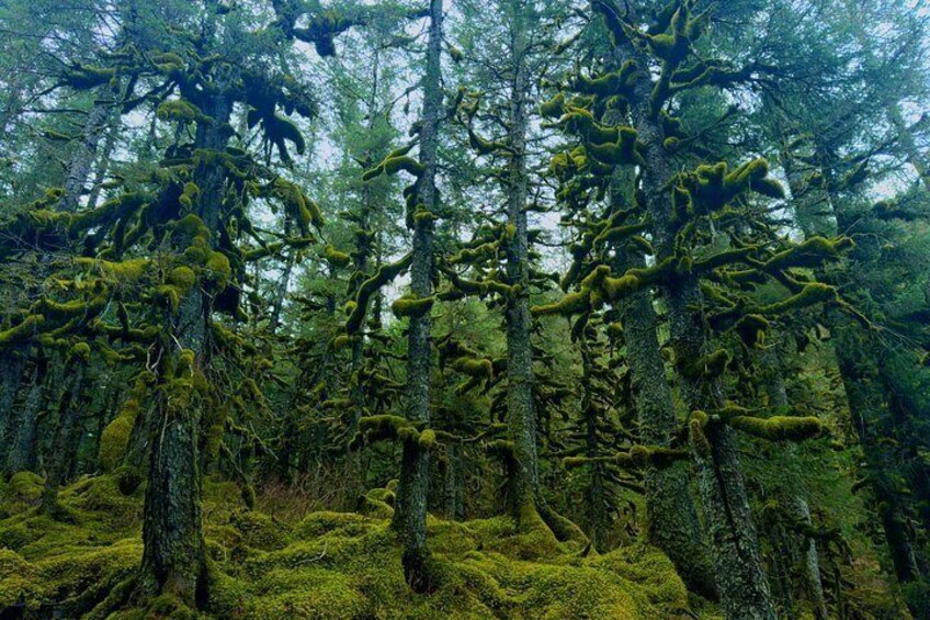 Whittier Cruise Transfer with Wildlife&Glacier tour to Anchorage 3