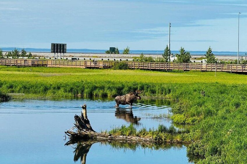 Moose at Potter Marsh 3