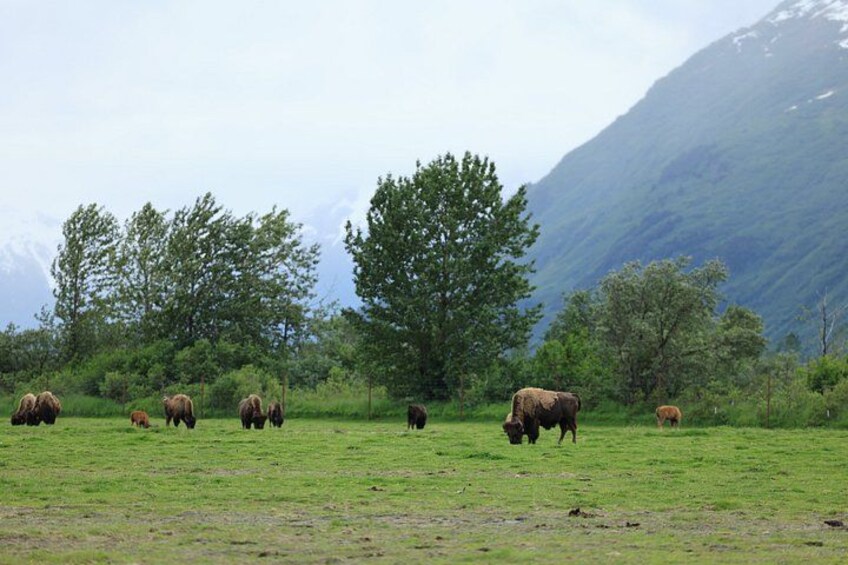 Whittier Cruise Transfer with Wildlife&Glacier tour to Anchorage 3