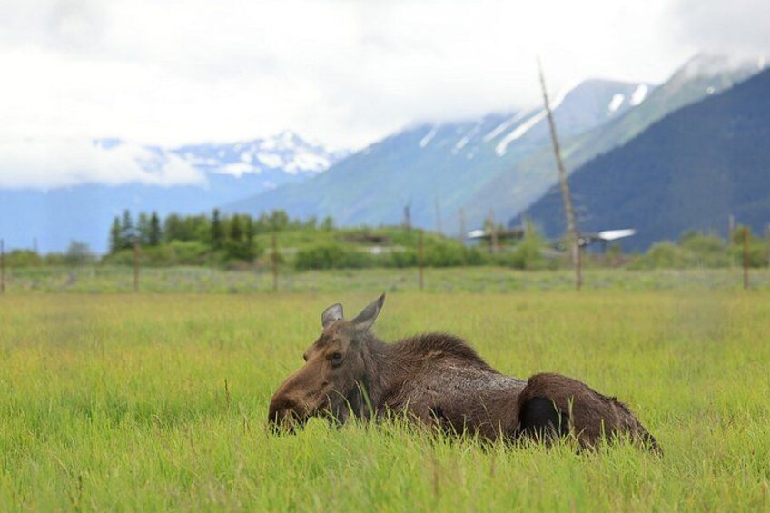 Whittier Cruise Transfer with Wildlife&Glacier tour to Anchorage 4