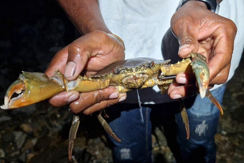 A person holding a crab with a clear view of its claws and body. 5