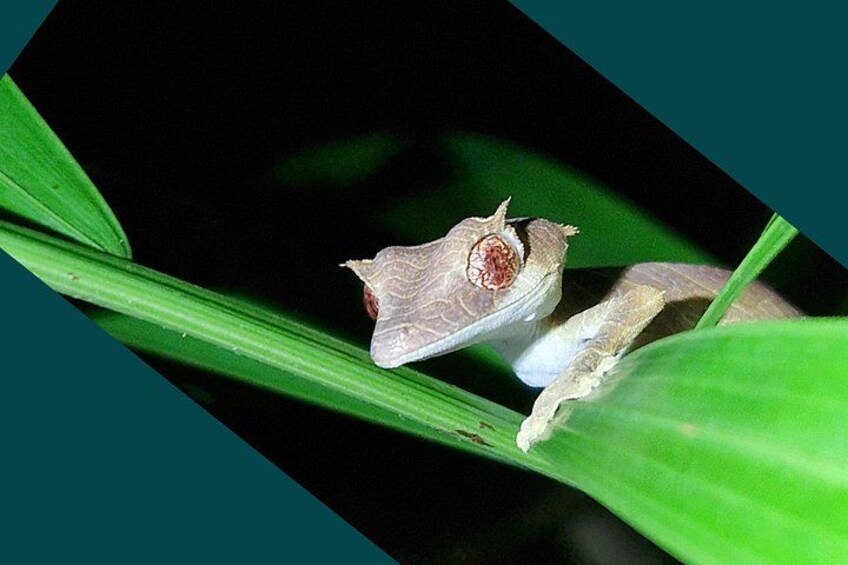 A moth on a green leaf. 1
