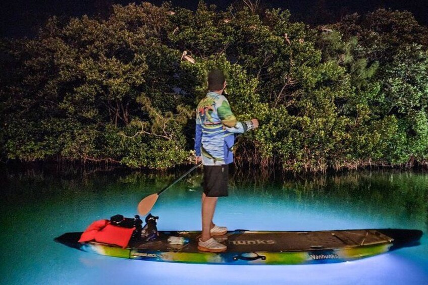 Anna Maria Island - Clear Kayak LED Night Glass Bottom Tour 5