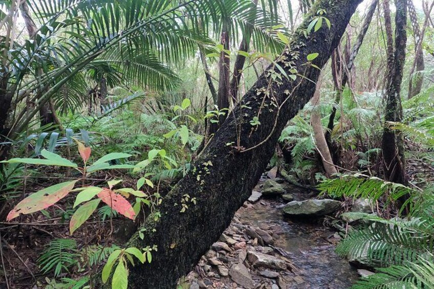 Okinawa Jungle Trails & Waterfalls – Private Yanbaru Tour 3