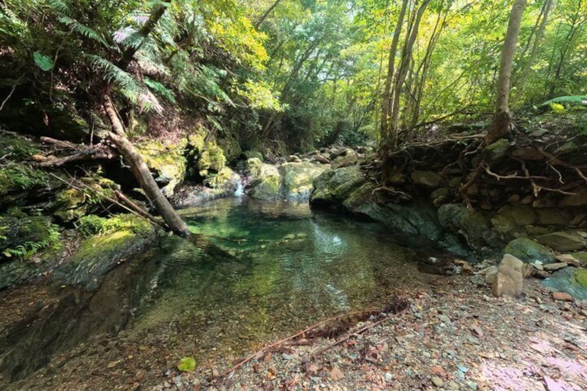 Okinawa Jungle Trails & Waterfalls – Private Yanbaru Tour 4