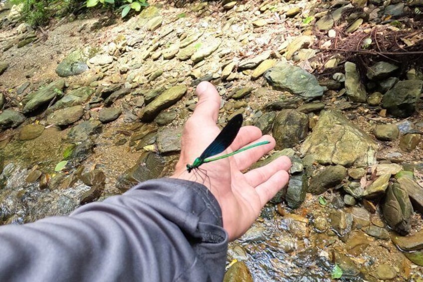 Okinawa Jungle Trails & Waterfalls – Private Yanbaru Tour 5