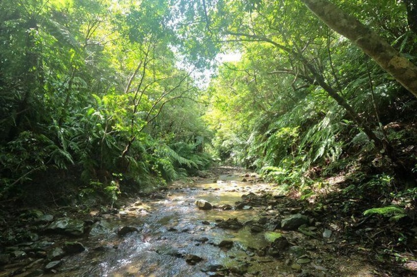 Okinawa Jungle Trails & Waterfalls – Private Yanbaru Tour 3