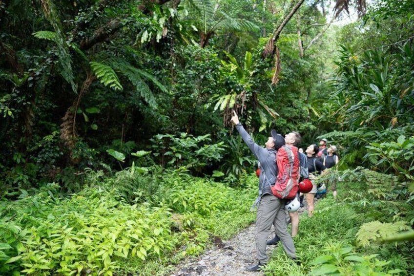 A group of people hiking through a dense forest with lush greenery and ferns. 2