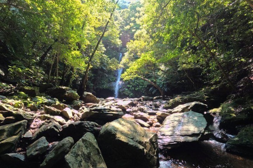 Okinawa Jungle Trails & Waterfalls – Private Yanbaru Tour 2