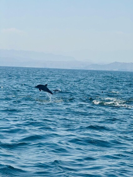 Picture 3 for Activity Muscat: Dolphin Watching Boat Tour 3