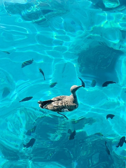 Picture 7 for Activity Muscat: Dolphin Watching Boat Tour 4
