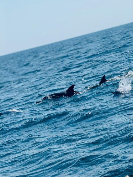 Picture 4 for Activity Muscat: Dolphin Watching Boat Tour 2