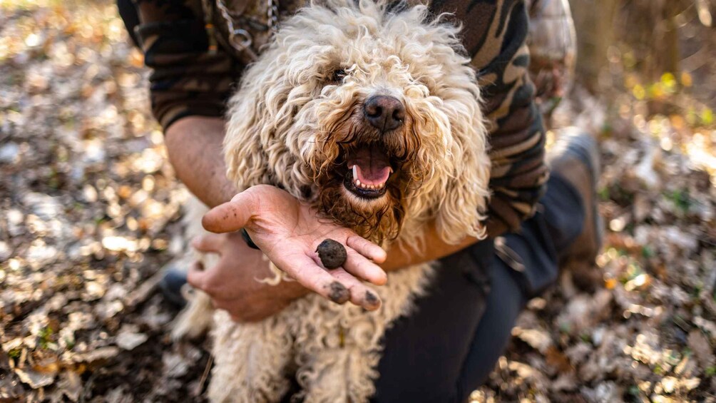 Picture 5 for Activity Langhe: Sunset Truffle Hunting with Tasting and Wine 2